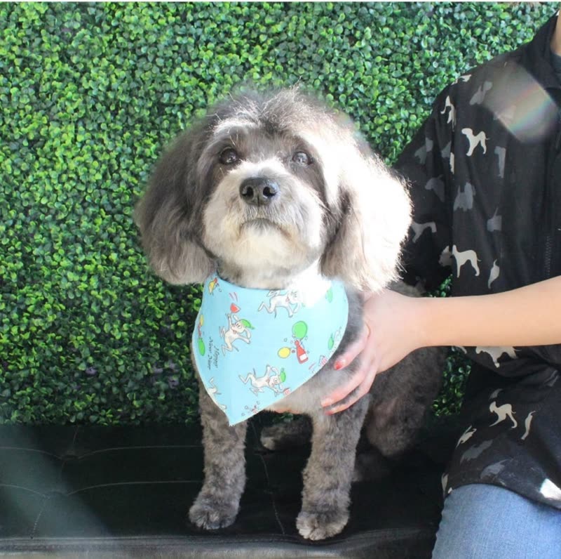 Groomer holding a freshly groomed grey-and-white dog in a pastel bandana in front of the spa's green hedge wall