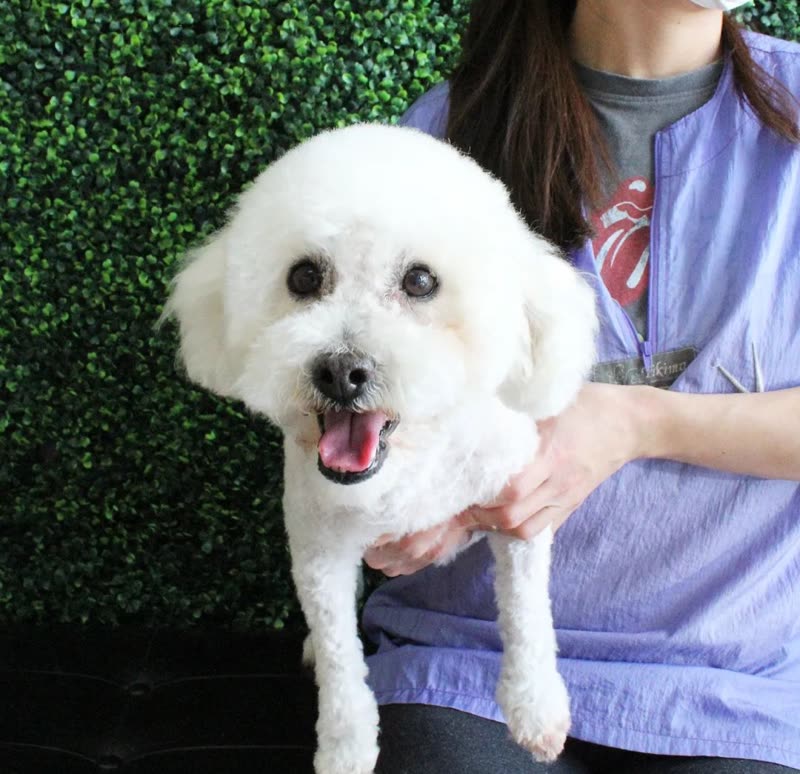 Groomer in a lilac smock holding a white bichon with a rounded fluffy cut in front of the green hedge wall