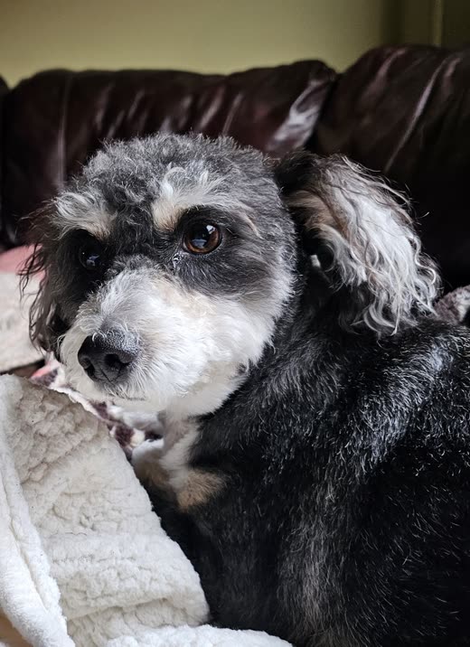 Grey-and-white schnauzer mix with a tidy face trim resting on a sofa