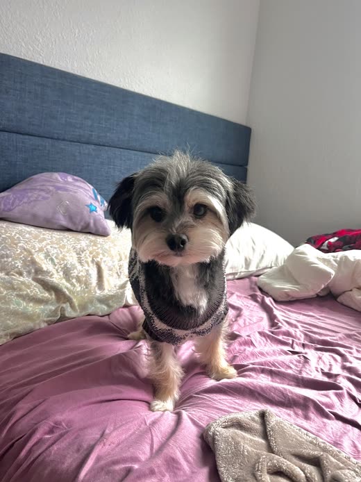 Grey-and-white terrier mix with a short summer trim sitting on a bed